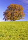 Single big beech tree at fall Royalty Free Stock Photo