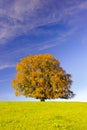 Single big beech tree Royalty Free Stock Photo