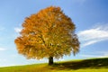 Single big beech tree Royalty Free Stock Photo