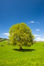 Single big deciduous tree with perfect treetop in springtime Royalty Free Stock Photo