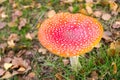 Single big fly agaric Amanita muscaria