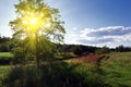 Single big green tree in a meadow Royalty Free Stock Photo