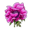 Single big hand drawn colored anemone. Pink magenta flower with black line path, close-up, on white background. Botanical vector