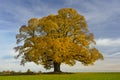 Single big linden tree