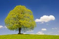 Single big linden tree Royalty Free Stock Photo