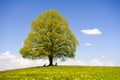 Single big linden tree Royalty Free Stock Photo