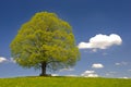 Single big linden tree Royalty Free Stock Photo