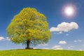 Single big linden tree at springtime in meadow Royalty Free Stock Photo