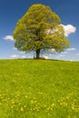 Single big linden tree at springtime in meadow Royalty Free Stock Photo