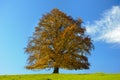 Single big old beech tree at fall Royalty Free Stock Photo