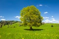 Single big old beech tree in meadow at springtime Royalty Free Stock Photo