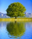 single big old beech tree Royalty Free Stock Photo