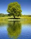 single big old beech tree Royalty Free Stock Photo