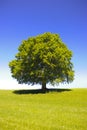 Single big old beech tree Royalty Free Stock Photo