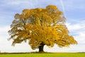 Single big old linden tree Royalty Free Stock Photo