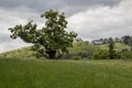 Single Big Old Linden Tree with dramatic sky background Royalty Free Stock Photo