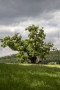 Single Big Old Linden Tree with dramatic sky background Royalty Free Stock Photo