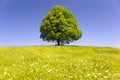 Single big old linden tree Royalty Free Stock Photo