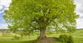 Single big old linden tree Royalty Free Stock Photo