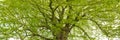 Single big old linden tree Royalty Free Stock Photo