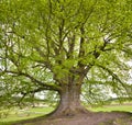 Single big old linden tree Royalty Free Stock Photo