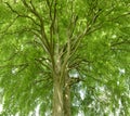 Single big old linden tree Royalty Free Stock Photo