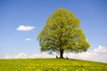 Single big old linden tree Royalty Free Stock Photo