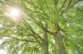 Single big old linden tree with sunbeams Royalty Free Stock Photo