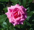 Single big pink rose in garden, top view Royalty Free Stock Photo