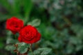 Single big red pink in garden, top view Royalty Free Stock Photo