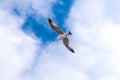 Single big seagull hovering high in clean blue sky Royalty Free Stock Photo