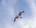 Single big seagull hovering high in clean blue sky Royalty Free Stock Photo