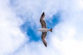 Single big seagull hovering high in clean blue sky Royalty Free Stock Photo