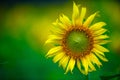 A single big sunflower close up green background Royalty Free Stock Photo