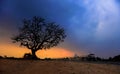 Single big tree against sunset at Lalbagh, Bangalore