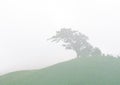 A single big tree in corn farm on the mountain with fresh fog in the morning of raining season Royalty Free Stock Photo