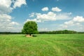 Single big tree on green meadow, forest on horizon and white clouds on blue sky Royalty Free Stock Photo