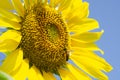 Big yellow sunflower blossom with blue sky background Royalty Free Stock Photo