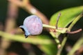 Single bilberry or blueberry on a plant