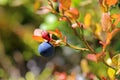 Single Bilberry or Vaccinium myrtillus