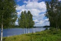 Single birch tree standing on lake waterside on bright summer day