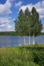 Single birch tree standing on lake waterside on bright summer day