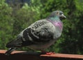 Single Bird carrier-pigeon