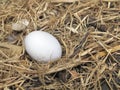 Single Bird egg