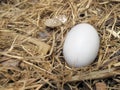 Single Bird Egg