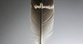 A single bird feather, likely from a larger bird, displayed against a gradient gray background. The Royalty Free Stock Photo