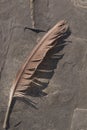 Single bird feather lying in rocks at the beach Royalty Free Stock Photo