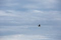 One wild bird flying blue cloudy sky Royalty Free Stock Photo