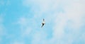 Single Bird flying overhead in blue cloudy sky Royalty Free Stock Photo