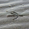 A single bird footprint is imprinted on wet sand, featuring three distinct toes. The Royalty Free Stock Photo